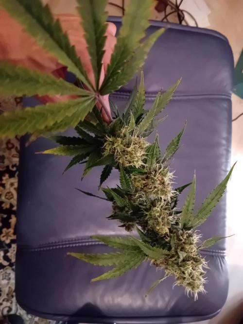 GG4 Auto "OriginalSensible". Week 13