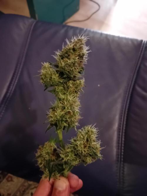 GG4 Auto "OriginalSensible". Week 13