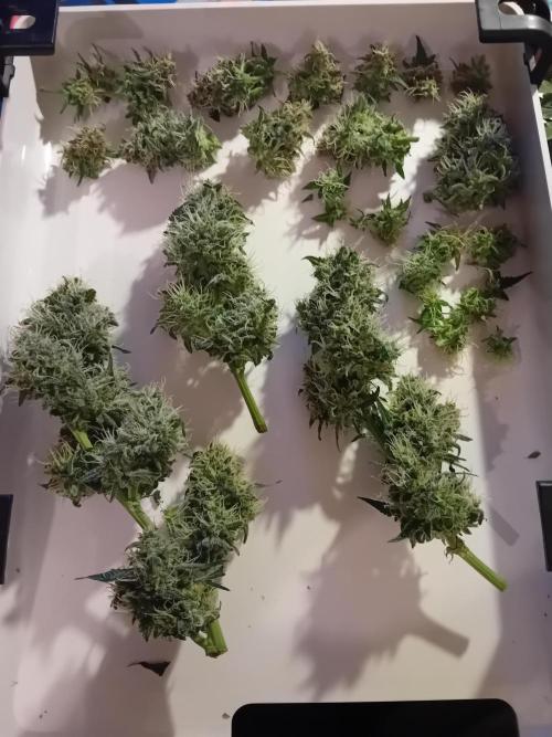 GG4 Auto "OriginalSensible". Week 13