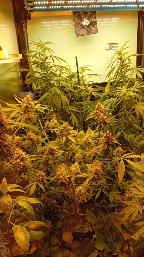 GG4 Auto "OriginalSensible". Week 13