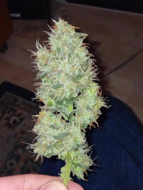 GG4 Auto "OriginalSensible". Week 13