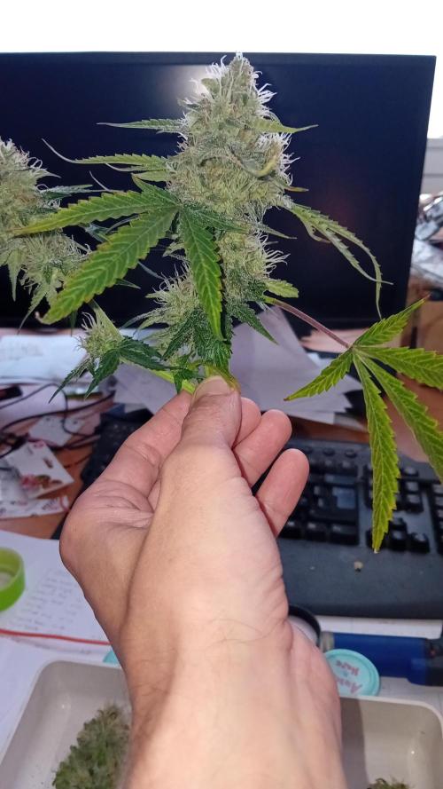 GG4 Auto "OriginalSensible". Week 13