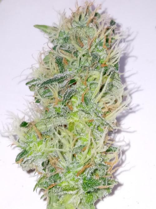 GG4 Auto "OriginalSensible". Week 13