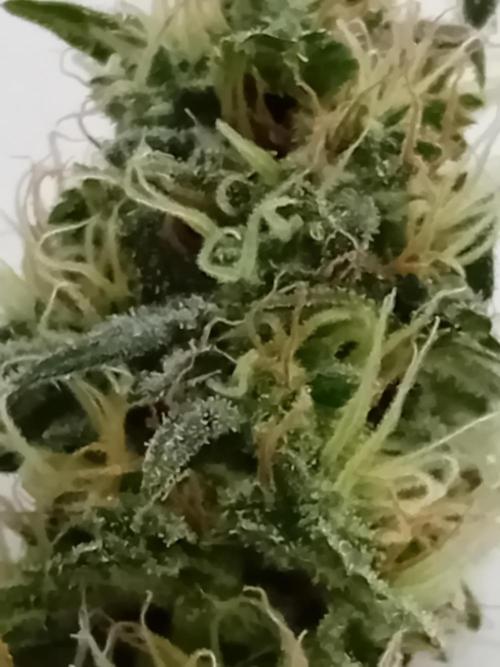 GG4 Auto "OriginalSensible". Week 13