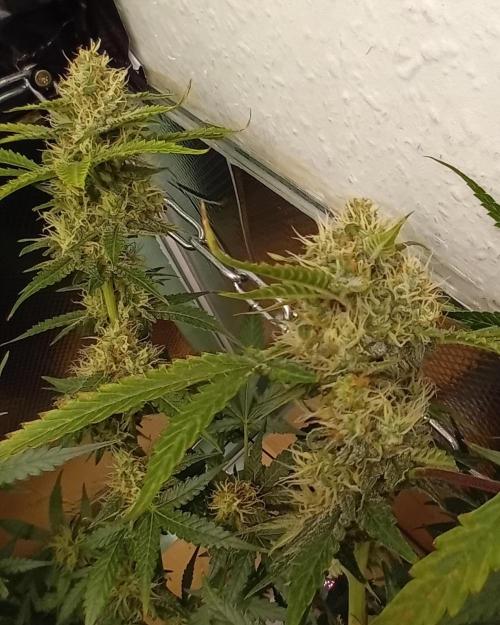 GG4 Auto "OriginalSensible". Week 13