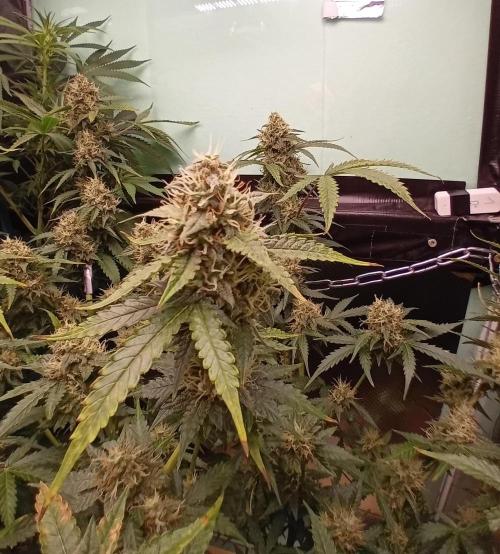 GG4 Auto "OriginalSensible". Week 13