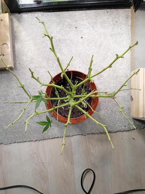 Moby Dick Auto  Barney's Farm Microgrow. Week 11