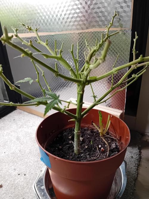 Moby Dick Auto  Barney's Farm Microgrow. Week 11