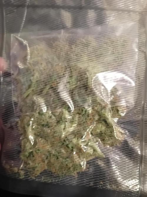 Moby Dick Auto  Barney's Farm Microgrow. Week 11 - Water curring test with some of the early flowers. 