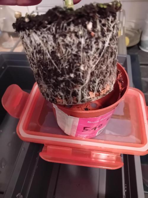 Bruce Banner - Photo -  by Linda Seeds. Week 4