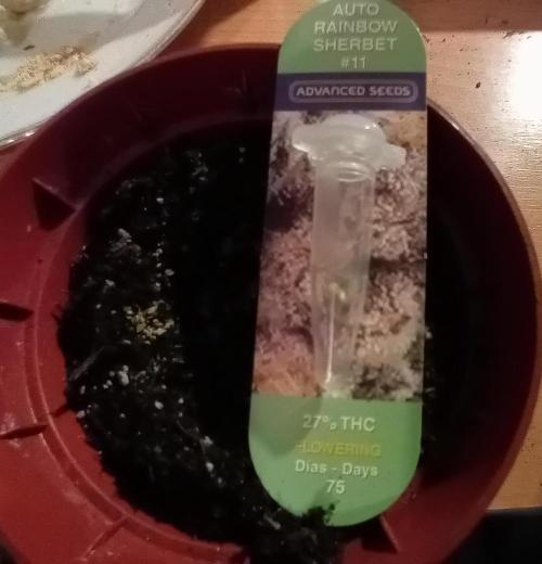 Auto Rainbow Sherbet #11- Advanced Seeds. Week 0