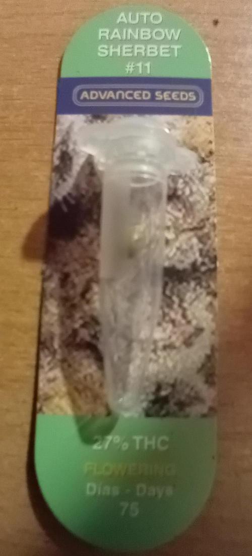 Auto Rainbow Sherbet #11- Advanced Seeds. Week 0 - New nice strain to try.