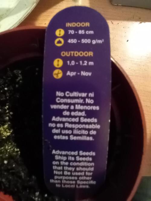 Auto Rainbow Sherbet #11- Advanced Seeds. Week 0