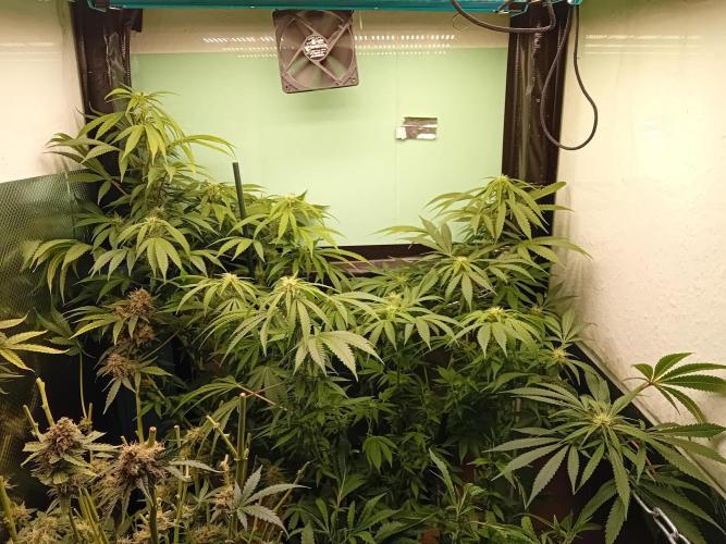 Amnesia XXL - Fem    "LINDA SEEDS". Week 13 - One Plant ! XXL