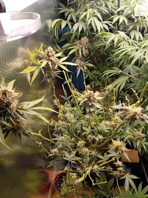 GG4 Auto "OriginalSensible". Week 13 - Final buds. Second & third row.