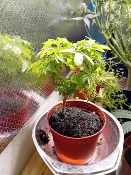 Experiment #1 Heartgrow- unknown seed. Week 11