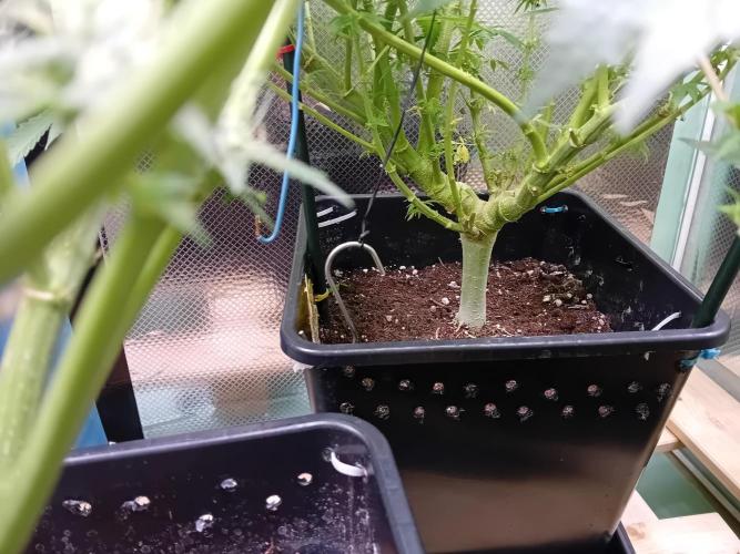 Amnesia XXL - Fem    "LINDA SEEDS". Week 13 - Double Tree