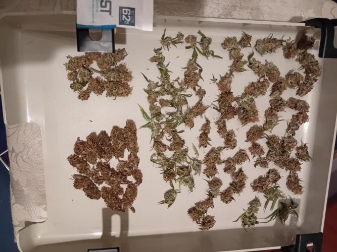 Moby Dick Auto  Barney's Farm Microgrow. Week 11