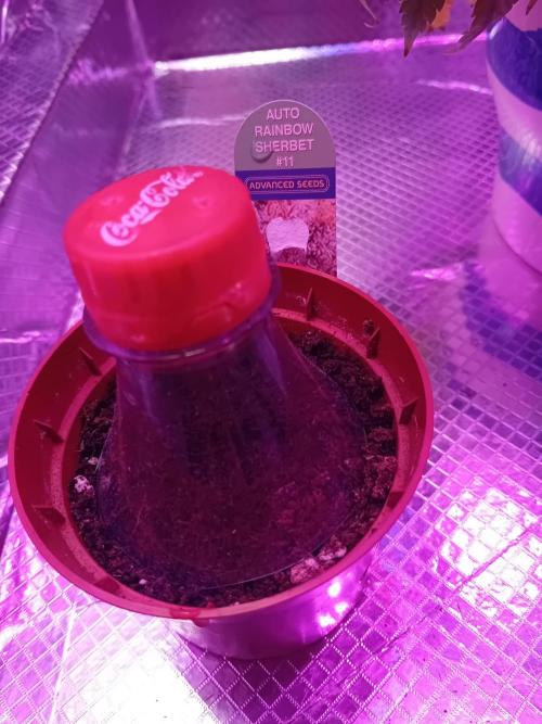 Auto Rainbow Sherbet #11- Advanced Seeds. Week 0