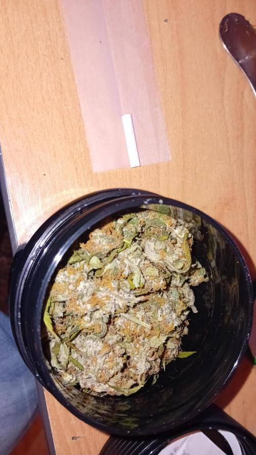 Moby Dick Auto  Barney's Farm Microgrow. Week 11