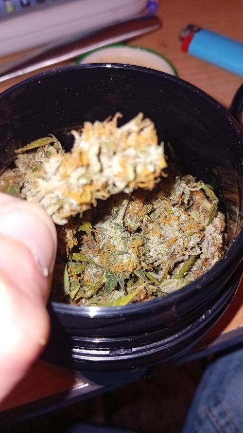 Moby Dick Auto  Barney's Farm Microgrow. Week 11 - 20gr of best handmade quality 