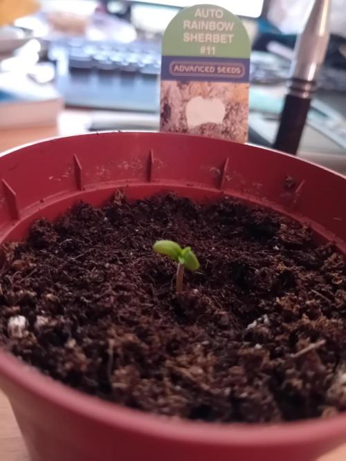 Auto Rainbow Sherbet #11- Advanced Seeds. Week 1 - After 3 days she shows up.
Hello world. 12.11 day1
