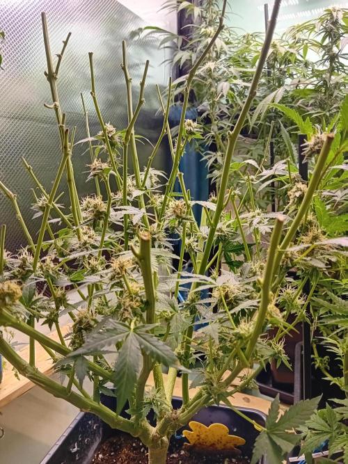 GG4 Auto "OriginalSensible". Week 13 - Final cuts