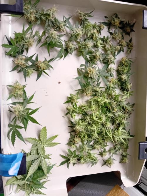 GG4 Auto "OriginalSensible". Week 13 - Third row 