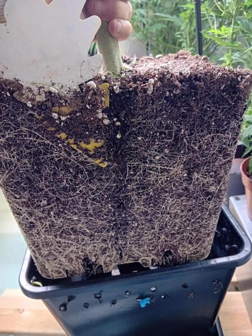 GG4 Auto "OriginalSensible". Week 13 - Full use