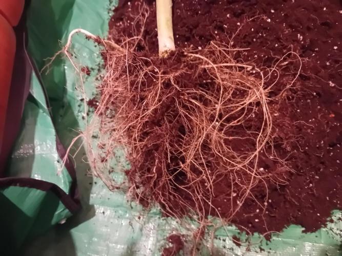 GG4 Auto "OriginalSensible". Week 13 - Rootnet