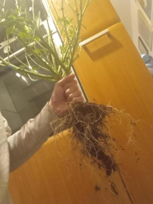 GG4 Auto "OriginalSensible". Week 13 - Rest in peace.