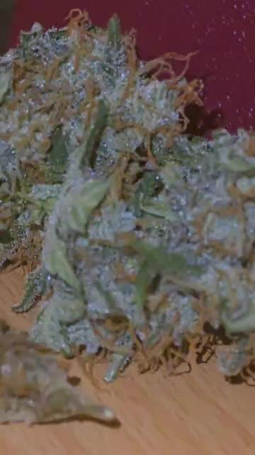 GG4 Auto "OriginalSensible"