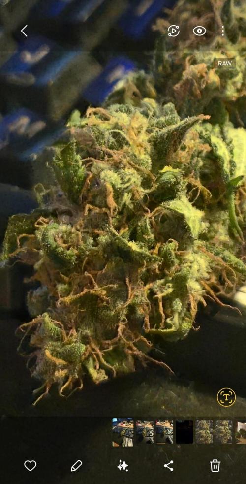 GG4 Auto "OriginalSensible". Week 13