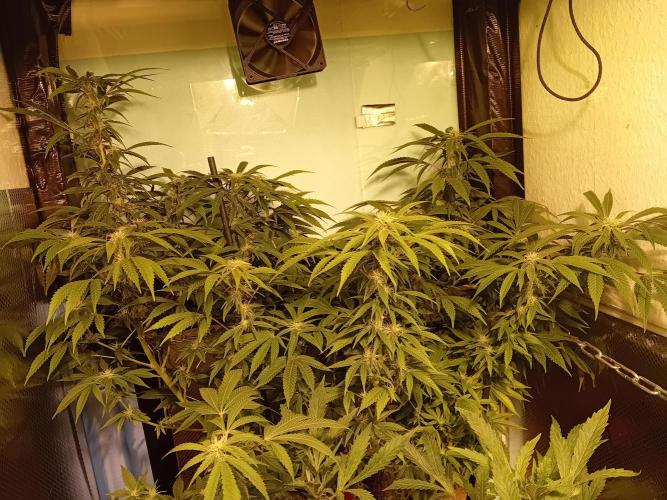 Amnesia XXL - Fem    "LINDA SEEDS". Week 13 - Takeover of the space ...