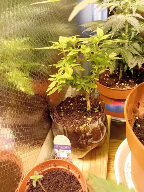 Experiment #1 Heartgrow- unknown seed. Week 11