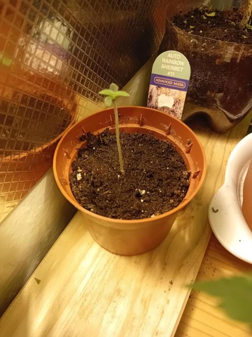 Auto Rainbow Sherbet #11- Advanced Seeds. Week 1 - Day 3