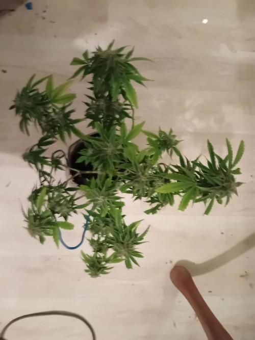 Auto Cherry Kush Coke - Linda Seeds. Week 5