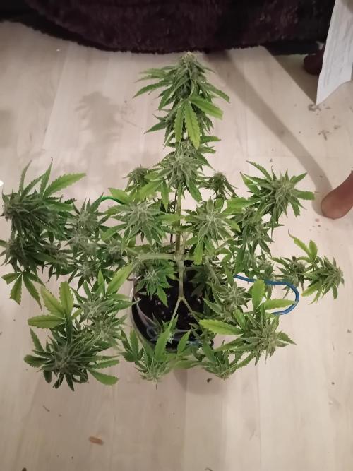 Auto Cherry Kush Coke - Linda Seeds. Week 5