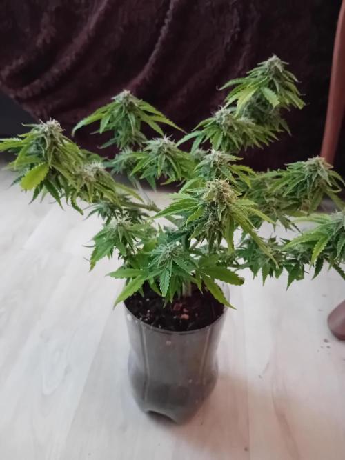 Auto Cherry Kush Coke - Linda Seeds. Week 5