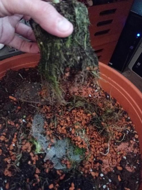 Auto Cherry Kush Coke - Linda Seeds. Week 5