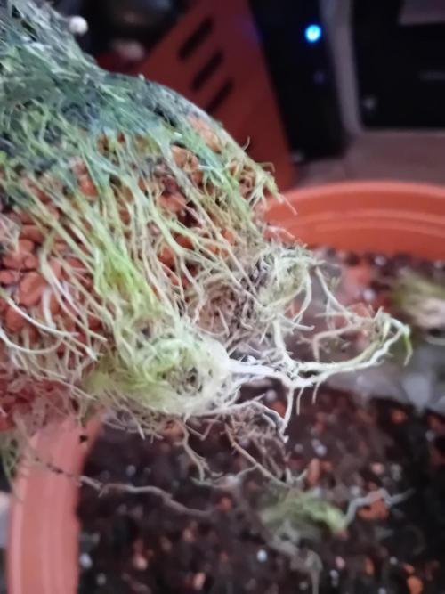 Auto Cherry Kush Coke - Linda Seeds. Week 5