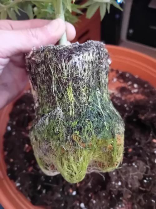 Auto Cherry Kush Coke - Linda Seeds. Week 5