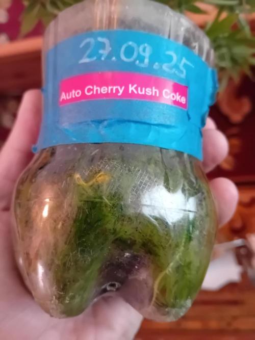 Auto Cherry Kush Coke - Linda Seeds. Week 5