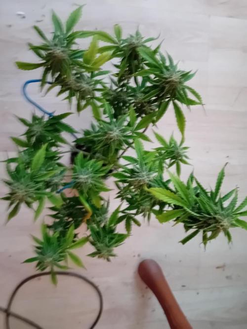 Auto Cherry Kush Coke - Linda Seeds. Week 5