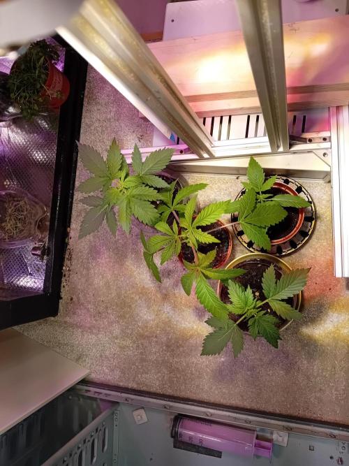 Auto Cherry Kush Coke - Linda Seeds. Week 5