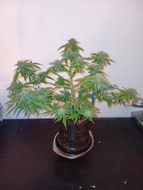 Auto Cherry Kush Coke - Linda Seeds. Week 5