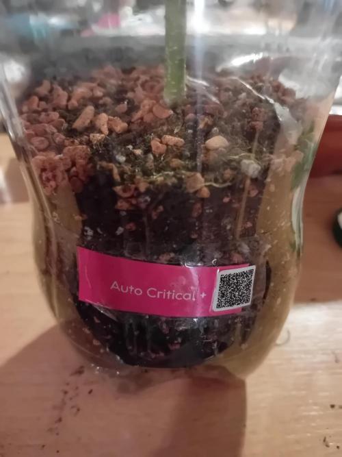 Auto Critical+ by Linda Seeds. Week 5