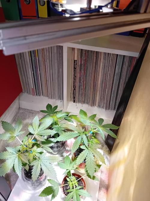 Auto Critical+ by Linda Seeds. Week 5