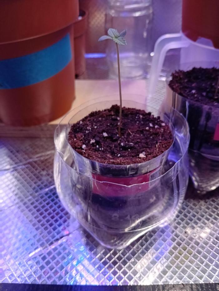 Auto Critical+ by Linda Seeds. Week 0