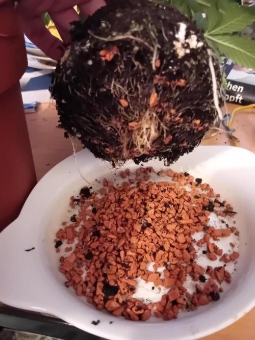 Auto Do Si Dos by Linda Seeds. Week 5